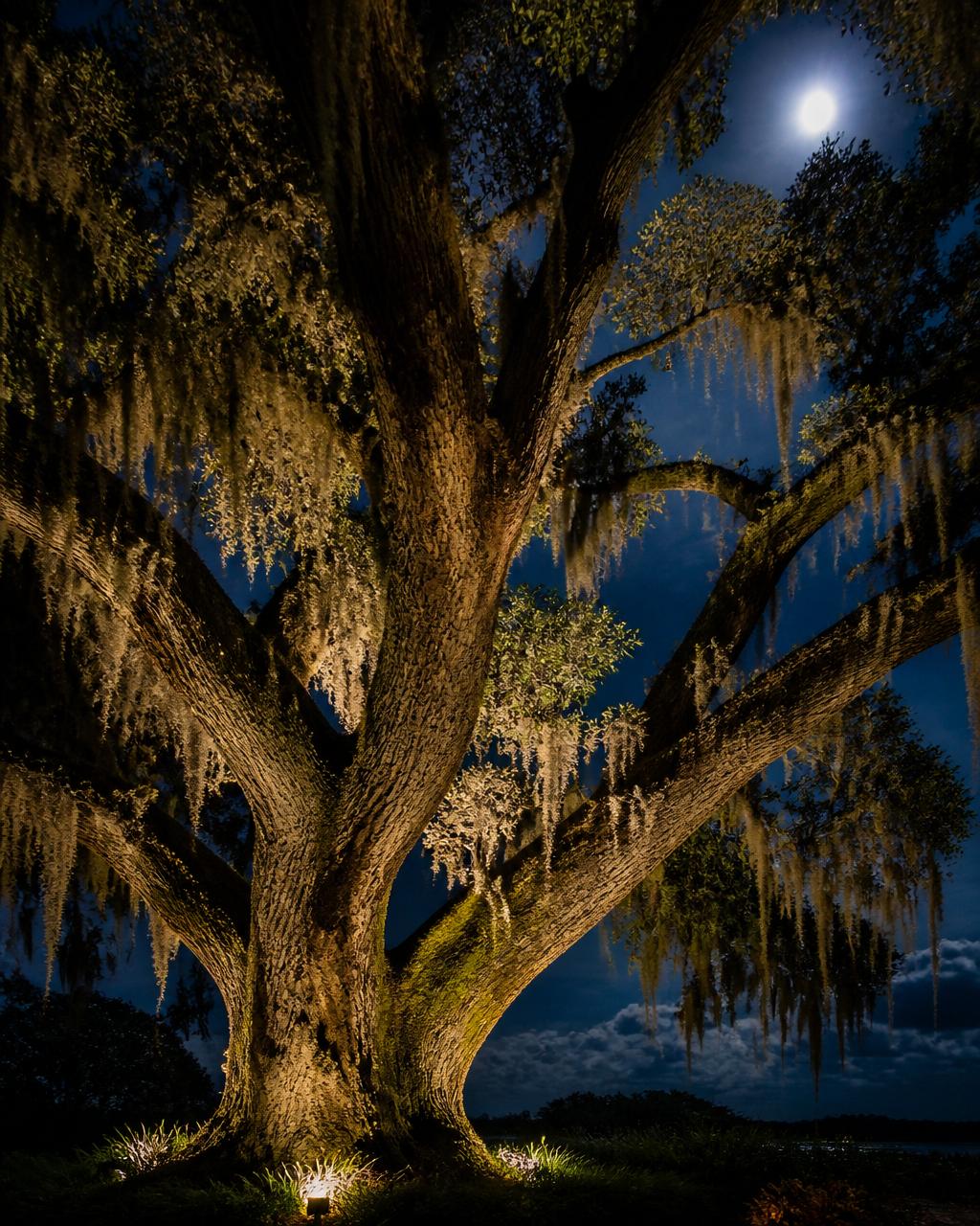 Live oak with moonlighting and uplighting